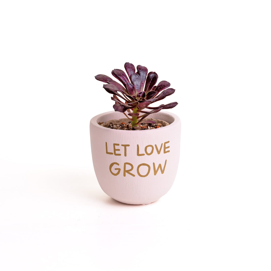 多肉植物.黑法師