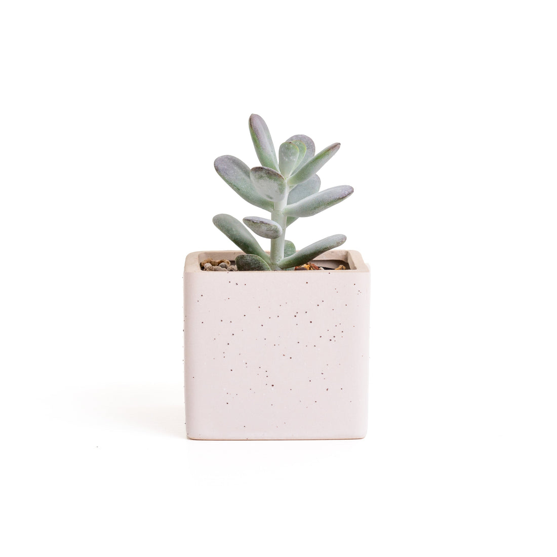 多肉植物.達摩福娘