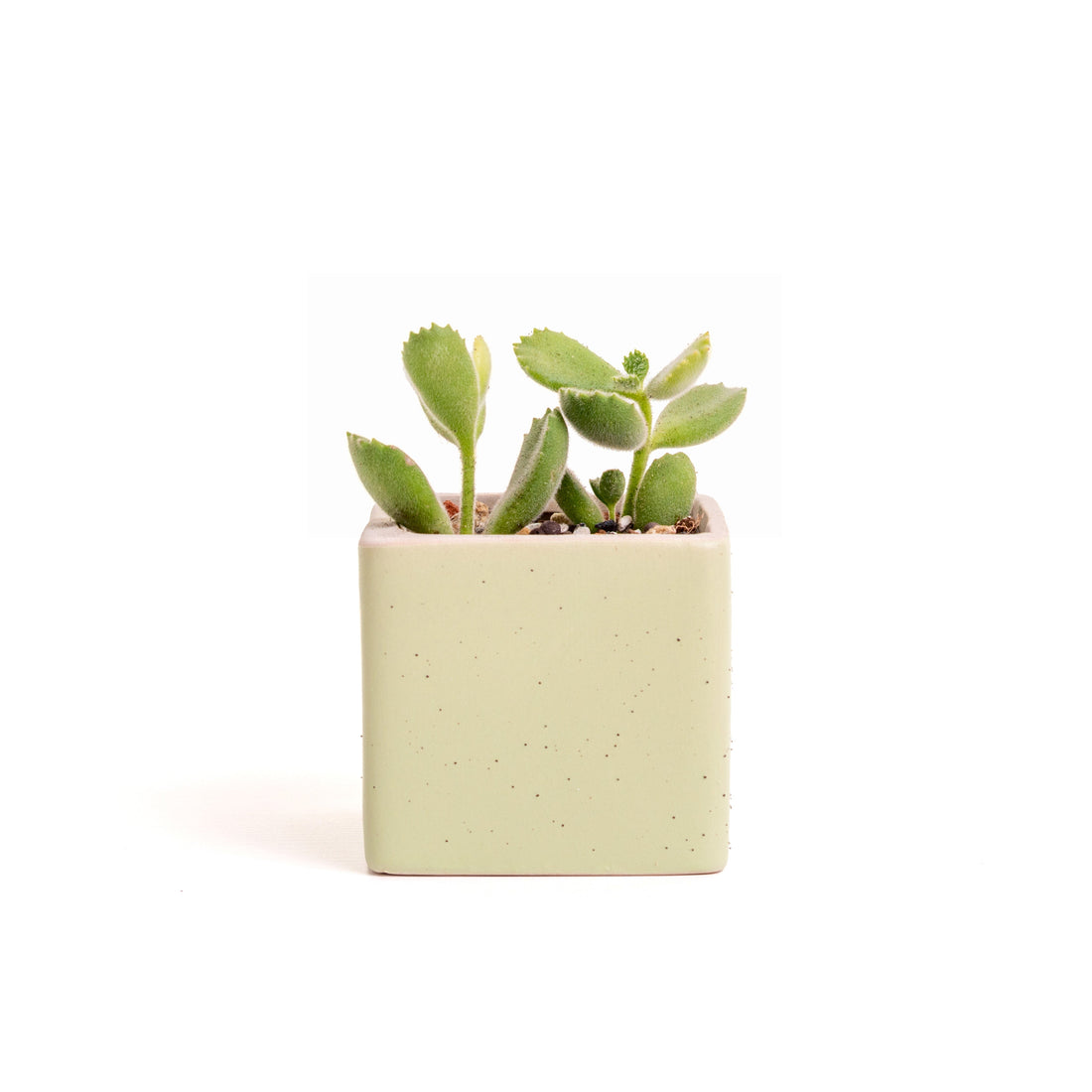 多肉植物.熊童子