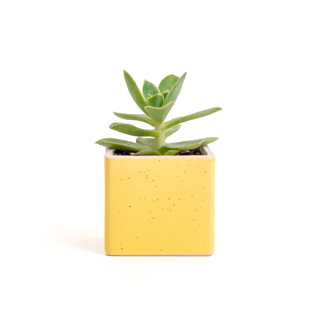 多肉植物.金色光輝